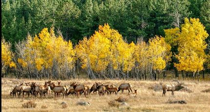 Farm and Ranch in Montrose County, Colorado