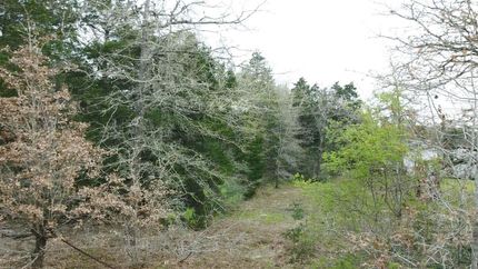 Undeveloped Land in Bastrop County, Texas