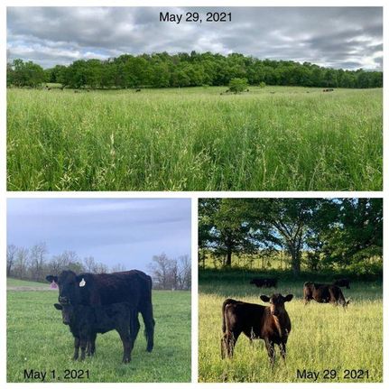 Land in Wright County, Missouri