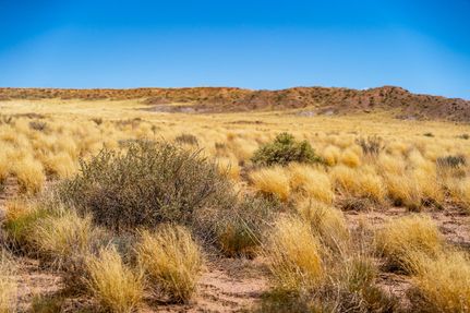 Undeveloped Land in Navajo County, Arizona