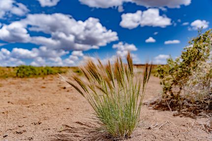 Undeveloped Land in Apache County, Arizona