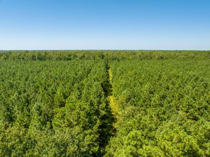 Timberland Property in Drew County, Arkansas