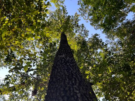 Recreational Property in Sharkey County, Mississippi