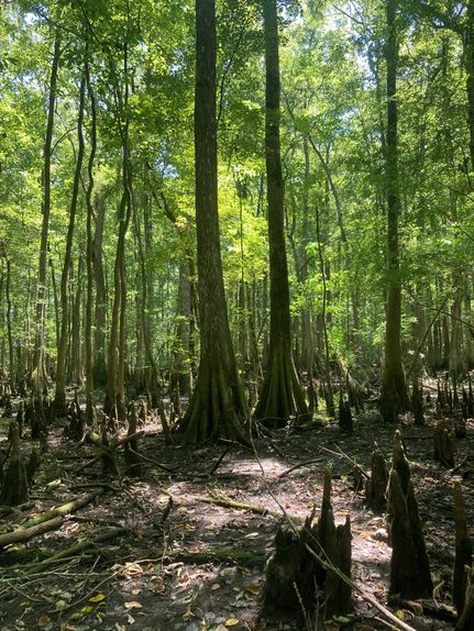 Land in Florence County, South Carolina