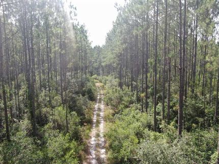 Timberland Property in Taylor County, Florida