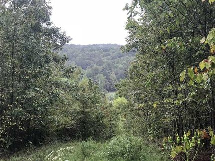 Timberland Property in Humphreys County, Tennessee