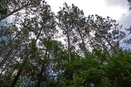 Timberland Property in Tyler County, Texas