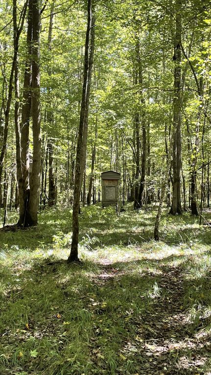 Timberland Property in Cleveland County, Arkansas