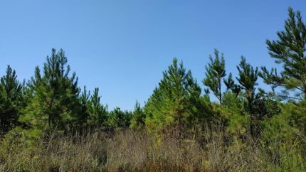 Undeveloped Land in Brantley County, Georgia