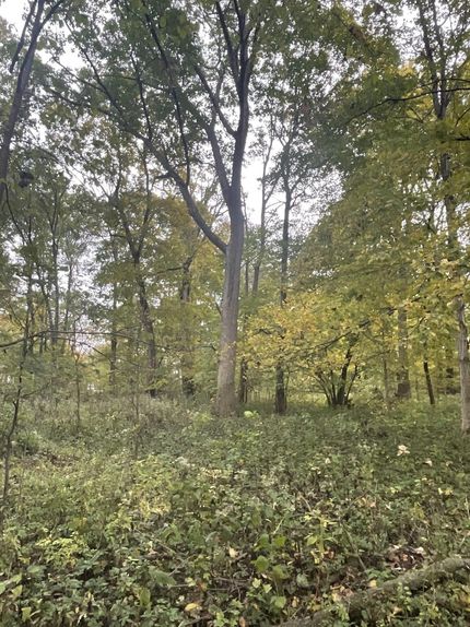 Undeveloped Land in Vermilion County, Illinois