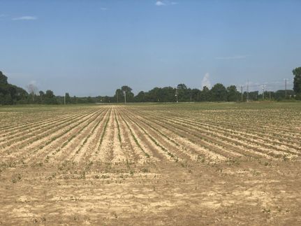 Undeveloped Land in White County, Arkansas