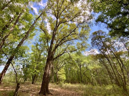 Farm and Ranch in Madison County, Florida