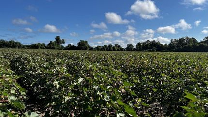 Farm and Ranch in Quitman County, Mississippi