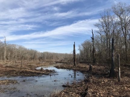Timberland Property in Arkansas County, Arkansas