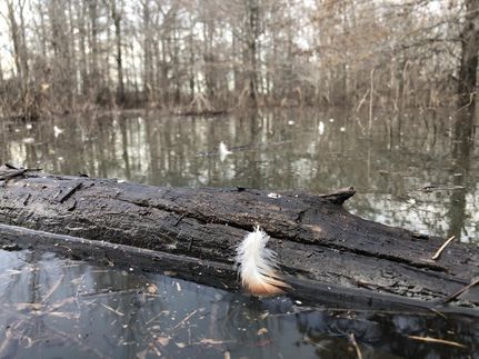 Timberland Property in White County, Arkansas