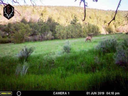 Hunting Property in La Plata County, Colorado
