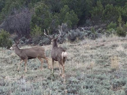 Farm and Ranch in Montrose County, Colorado
