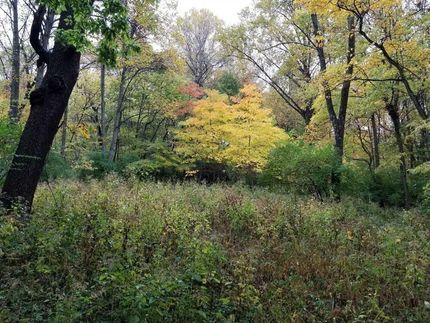 Timberland Property in Vigo County, Indiana
