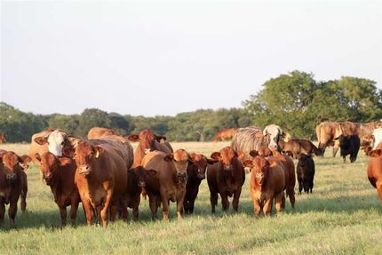 Farm and Ranch in Van Zandt County, Texas