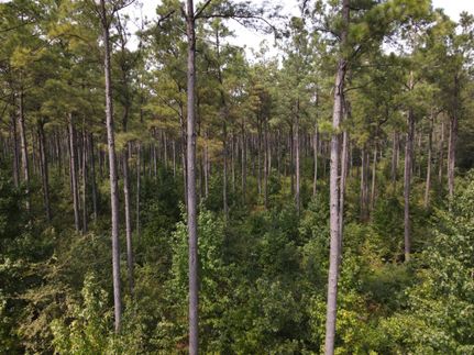 Timberland Property in Ashley County, Arkansas