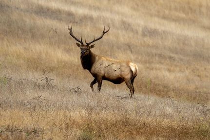 Timberland Property in Monterey County, California