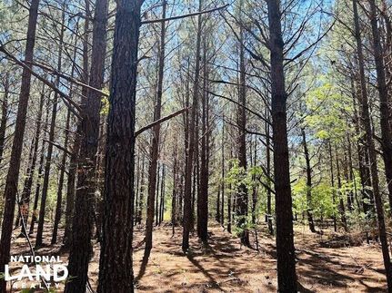 Undeveloped Land in Taylor County, Georgia
