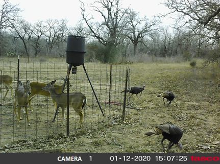 Farm and Ranch in Gonzales County, Texas