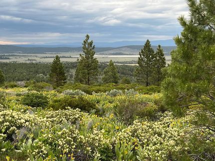Undeveloped Land in Modoc County, California