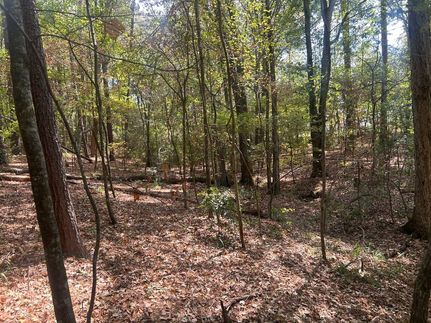Undeveloped Land in Nacogdoches County, Texas