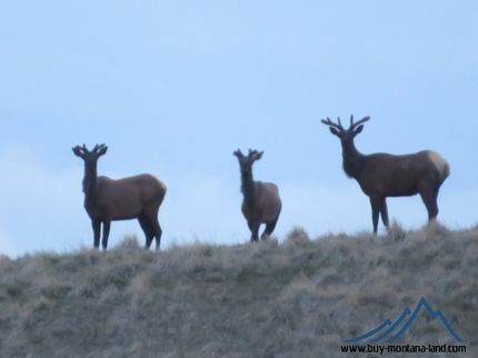Undeveloped Land in Broadwater County, Montana