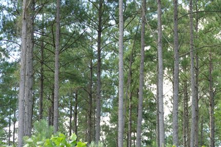 Timberland Property in Lawrence County, Alabama
