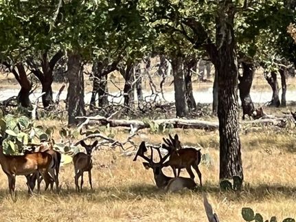 Hunting Property in Gillespie County, Texas