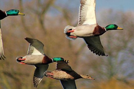 Farm and Ranch in Saint Francis County, Arkansas