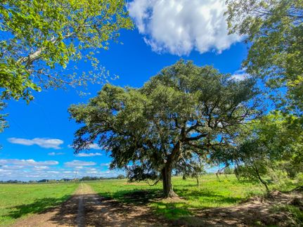 Hunting Property in Brazoria County, Texas
