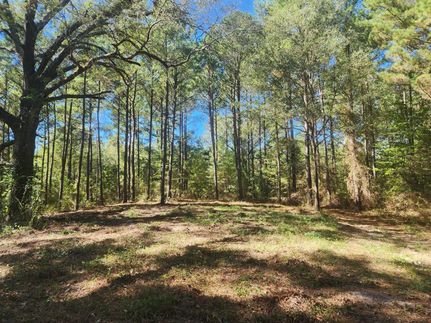Undeveloped Land in Upshur County, Texas