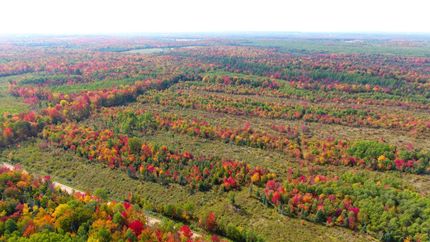 Farm and Ranch in Langlade County, Wisconsin