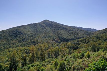 Timberland Property in Amherst County, Virginia