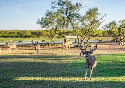 Lakefront Property in Atascosa County, Texas