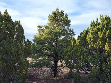 Farm and Ranch in Navajo County, Arizona
