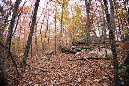 Timberland Property in Hamilton County, Tennessee