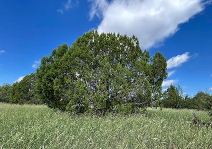 Recreational Property in Coconino County, Arizona