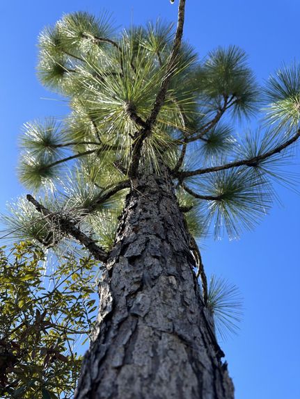 Recreational Property in Levy County, Florida