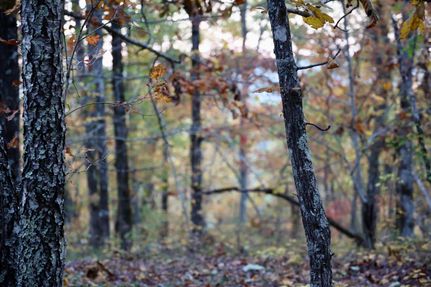Undeveloped Land in Le Flore County, Oklahoma