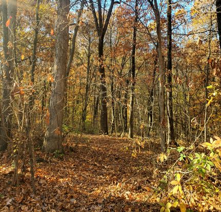 Undeveloped Land in Greene County, Indiana