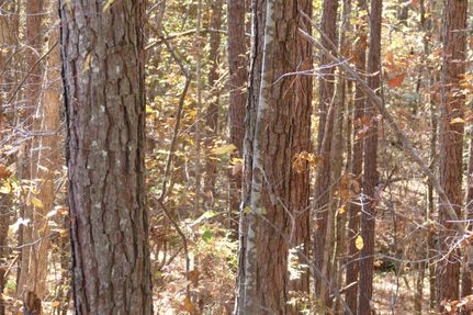 Timberland Property in Fayette County, Alabama