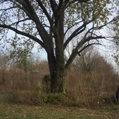 Land for sale in Bates County, Missouri