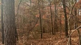 Undeveloped Land in Lamar County, Alabama