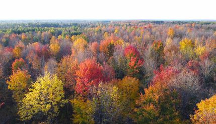 Timberland Property in Price County, Wisconsin