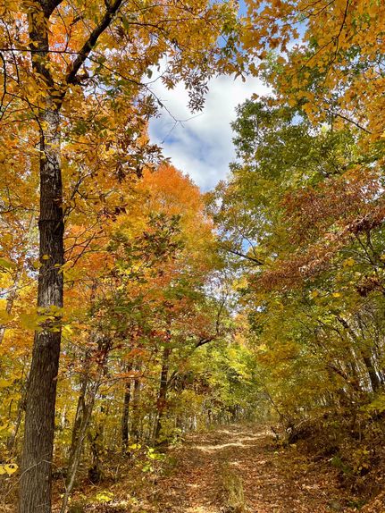 Timberland Property in Searcy County, Arkansas