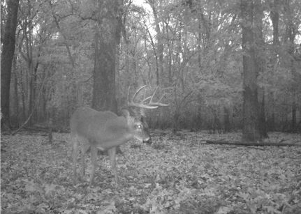 Undeveloped Land in Saint Francis County, Arkansas